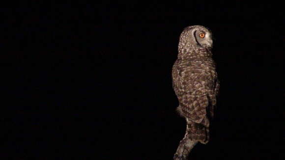 Image of Spotted Eagle-Owl