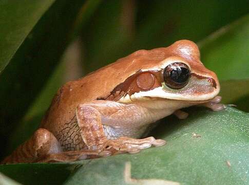 Image of Central American Smilisca