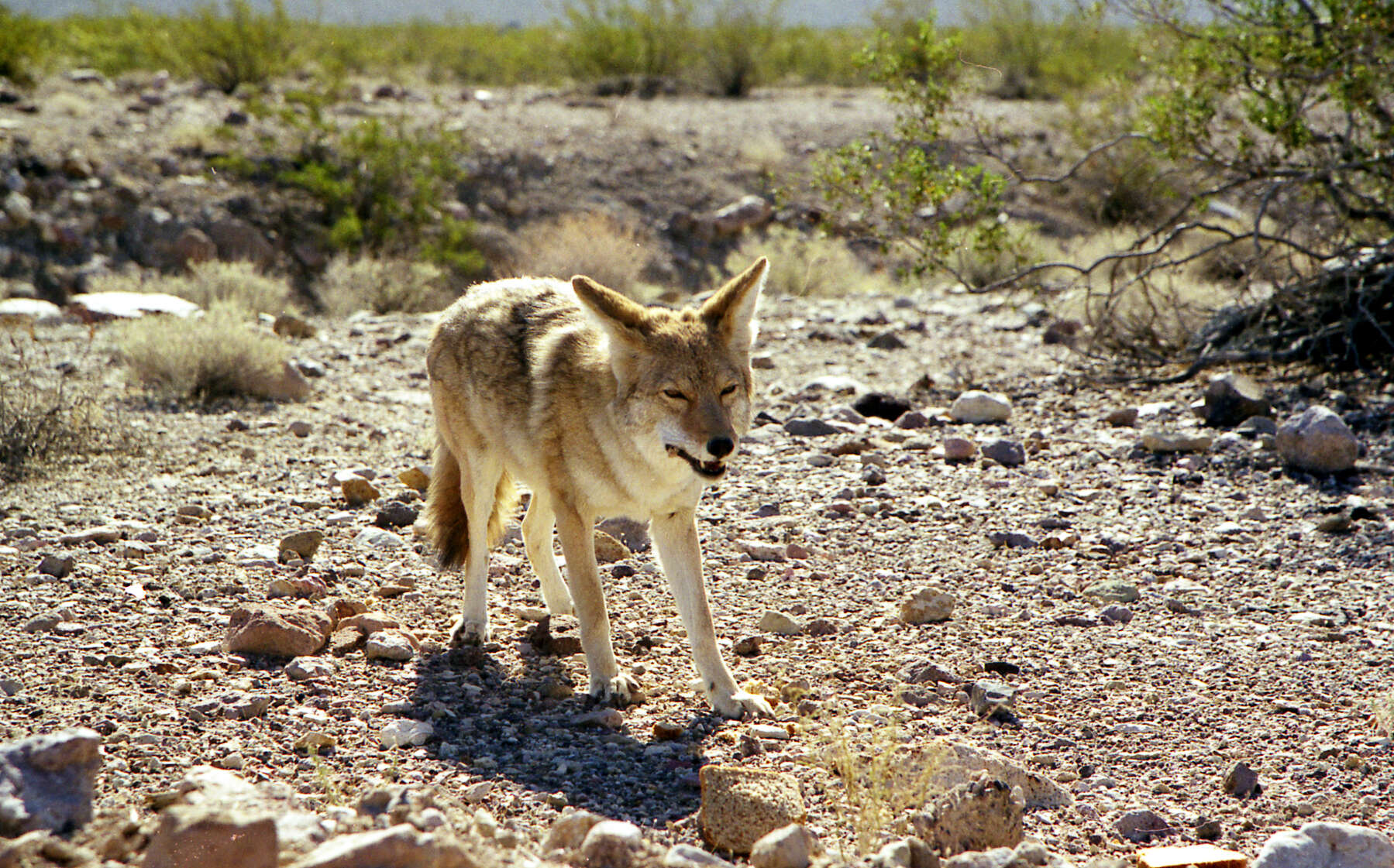 Imagem de Canis latrans mearnsi Merriam 1897