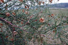 Слика од Calligonum aphyllum (Pall.) Guerke