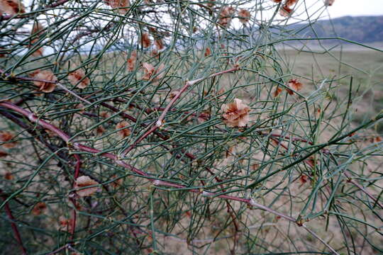 Image of Calligonum aphyllum (Pall.) Guerke