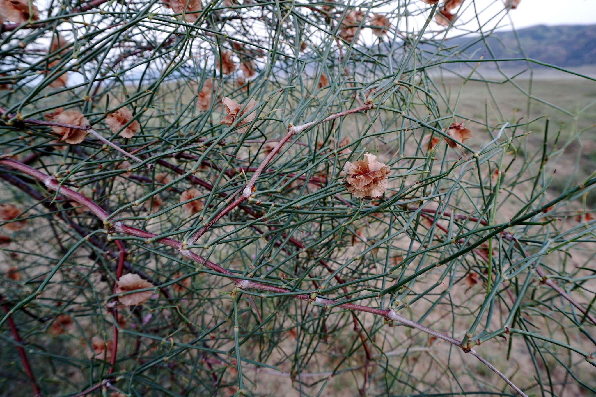 Calligonum aphyllum (Pall.) Guerke的圖片