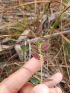 Слика од Euphorbia porteriana (Small) Oudejans