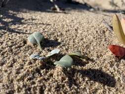 Image of beach shieldpod