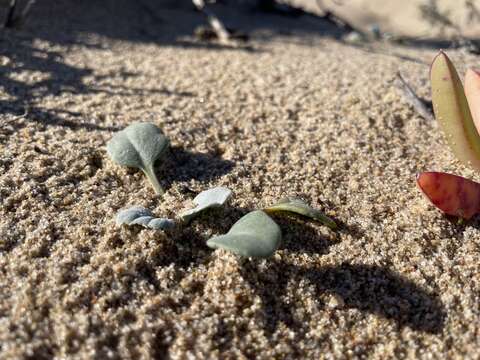 Image of beach shieldpod