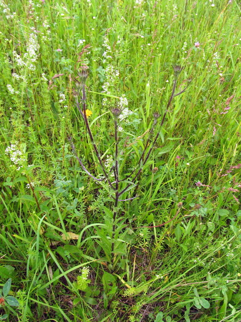 Image of Carlina biebersteinii subsp. brevibracteata (Andrae) K. Werner