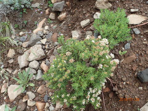 Image of Crassula sarcocaulis subsp. rupicola Tölken