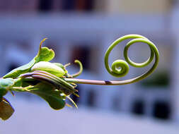 Image of Blue Passion Flower