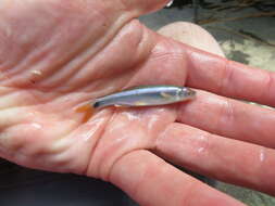 Image of Tricolor Shiner
