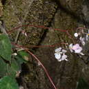 Image of Begonia peltata Otto & A. Dietr.