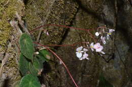 Image of Begonia peltata Otto & A. Dietr.