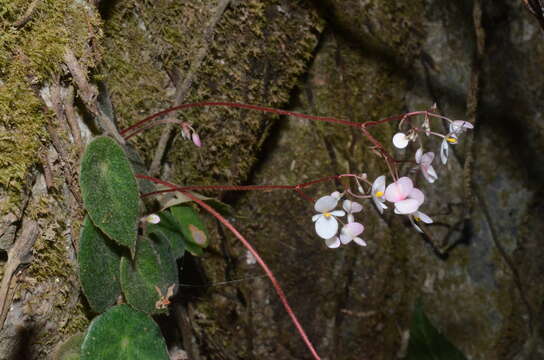 Image of Begonia peltata Otto & A. Dietr.