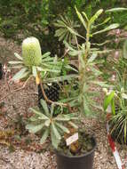 Image of Banksia aemula R. Br.