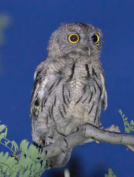 Image of Western Screech Owl