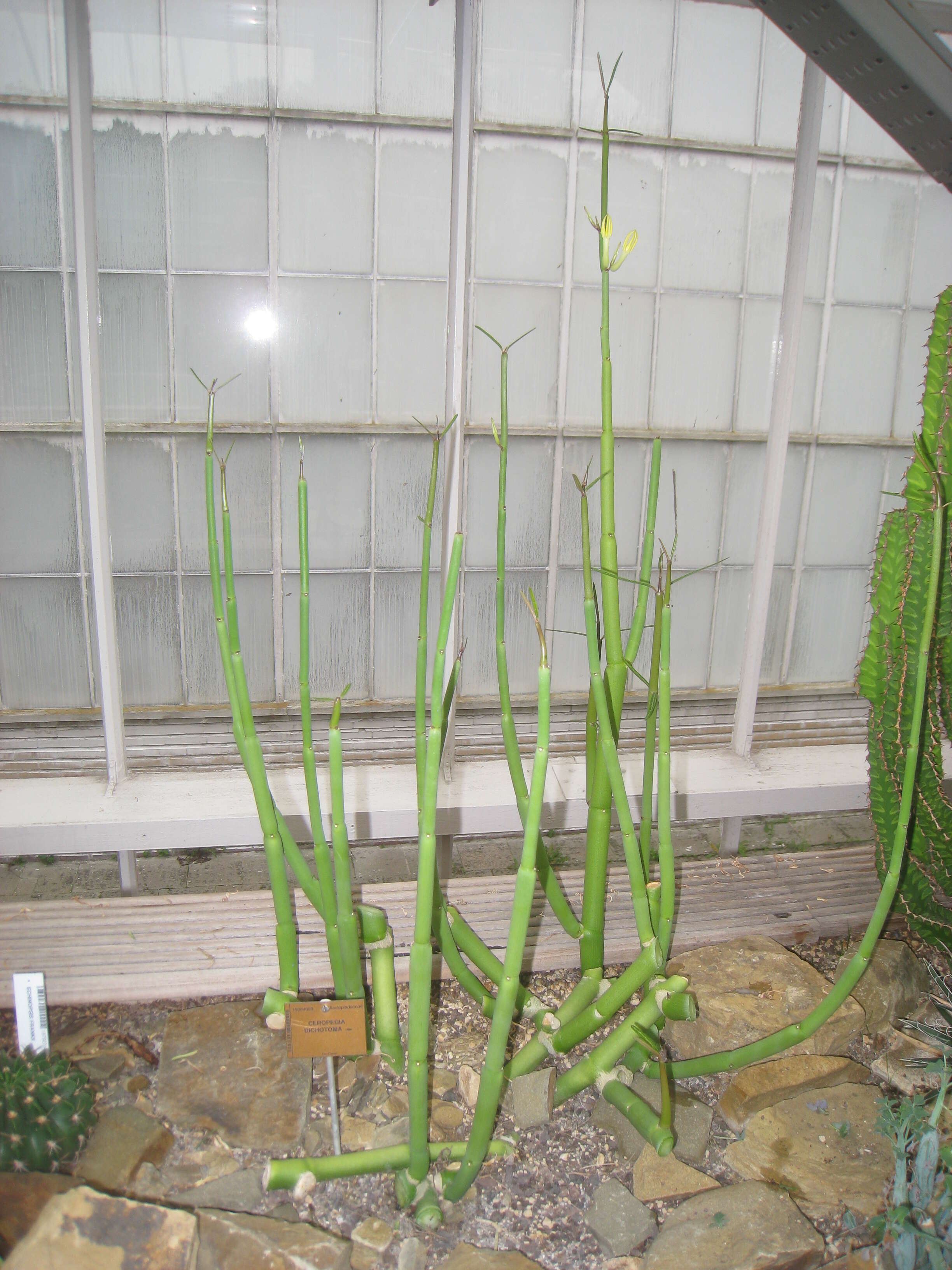 Image de Ceropegia dichotoma Haw.