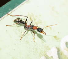 صورة Myrmecia nigrocincta Smith 1858