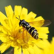 Image de Chrysotoxum verralli Collin 1940