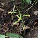 Sivun Chrysoglossum ornatum Blume kuva