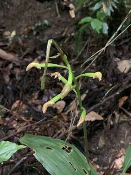 Imagem de Chrysoglossum ornatum Blume