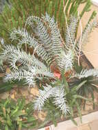 Image of Eastern Cape Blue Cycad