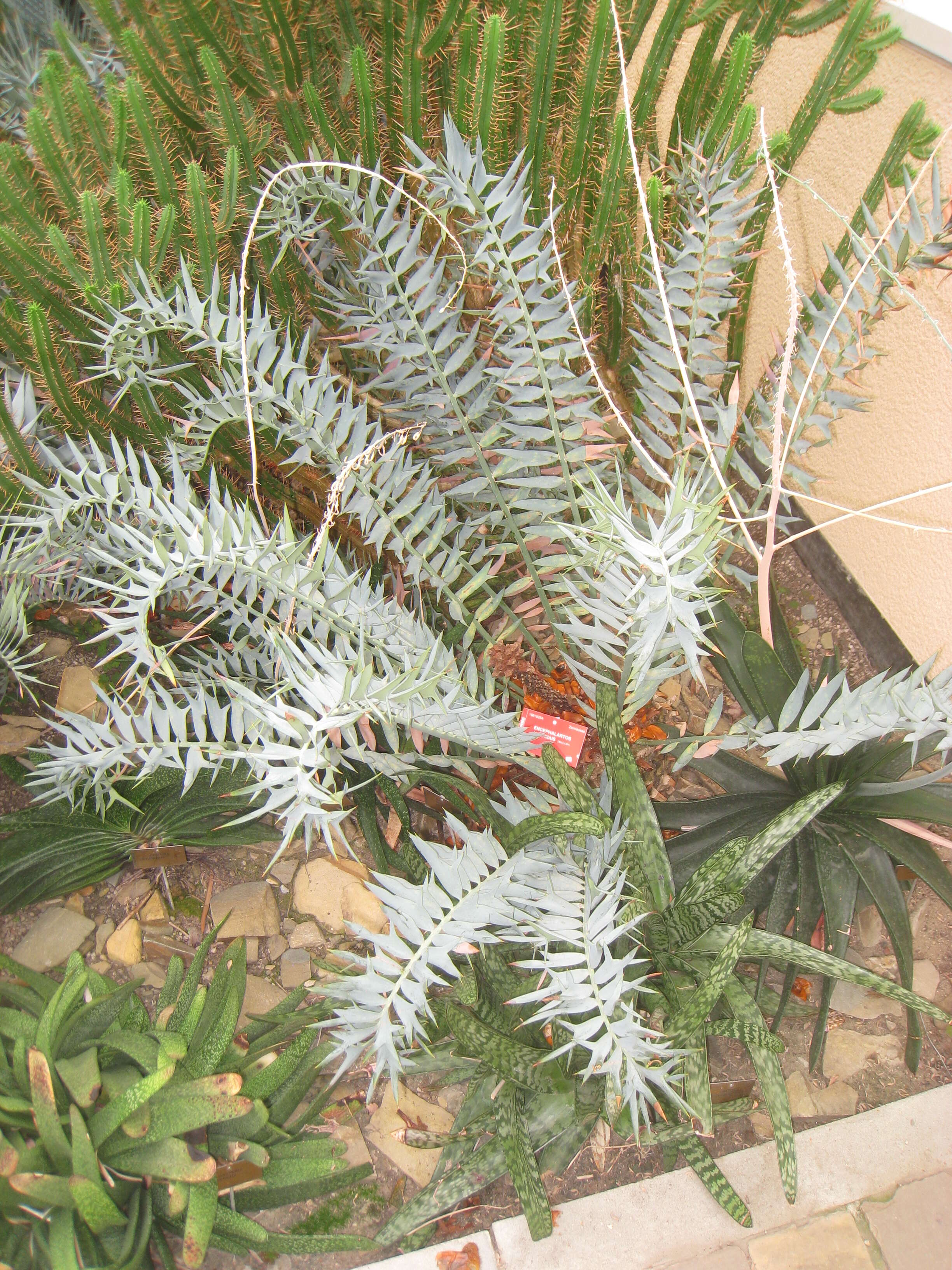 Image of Eastern Cape Blue Cycad
