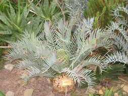 Image of Bushman's River Cycad