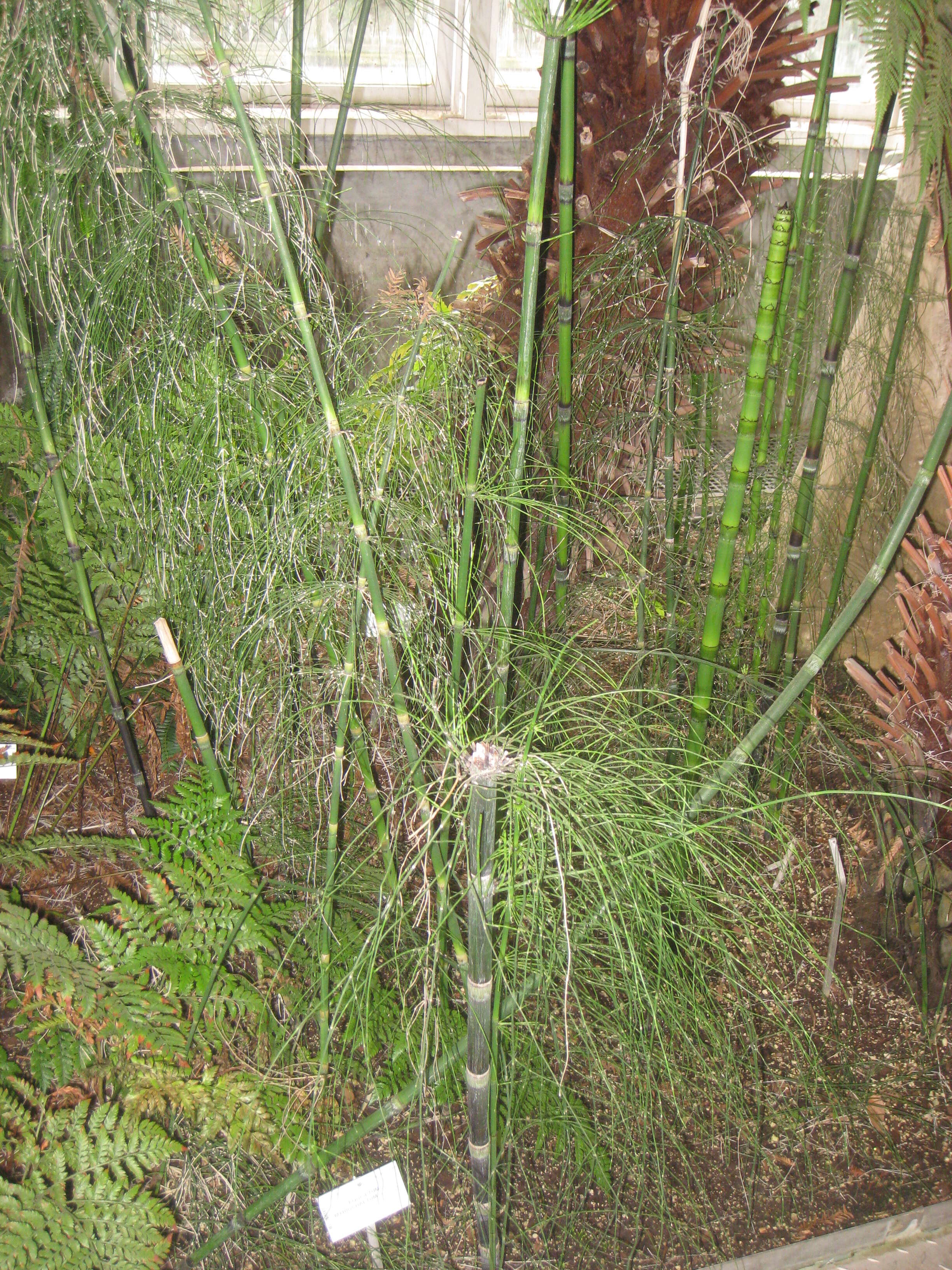 Image of Mexican Giant Horsetail