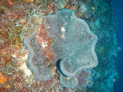 Image of elephant ear