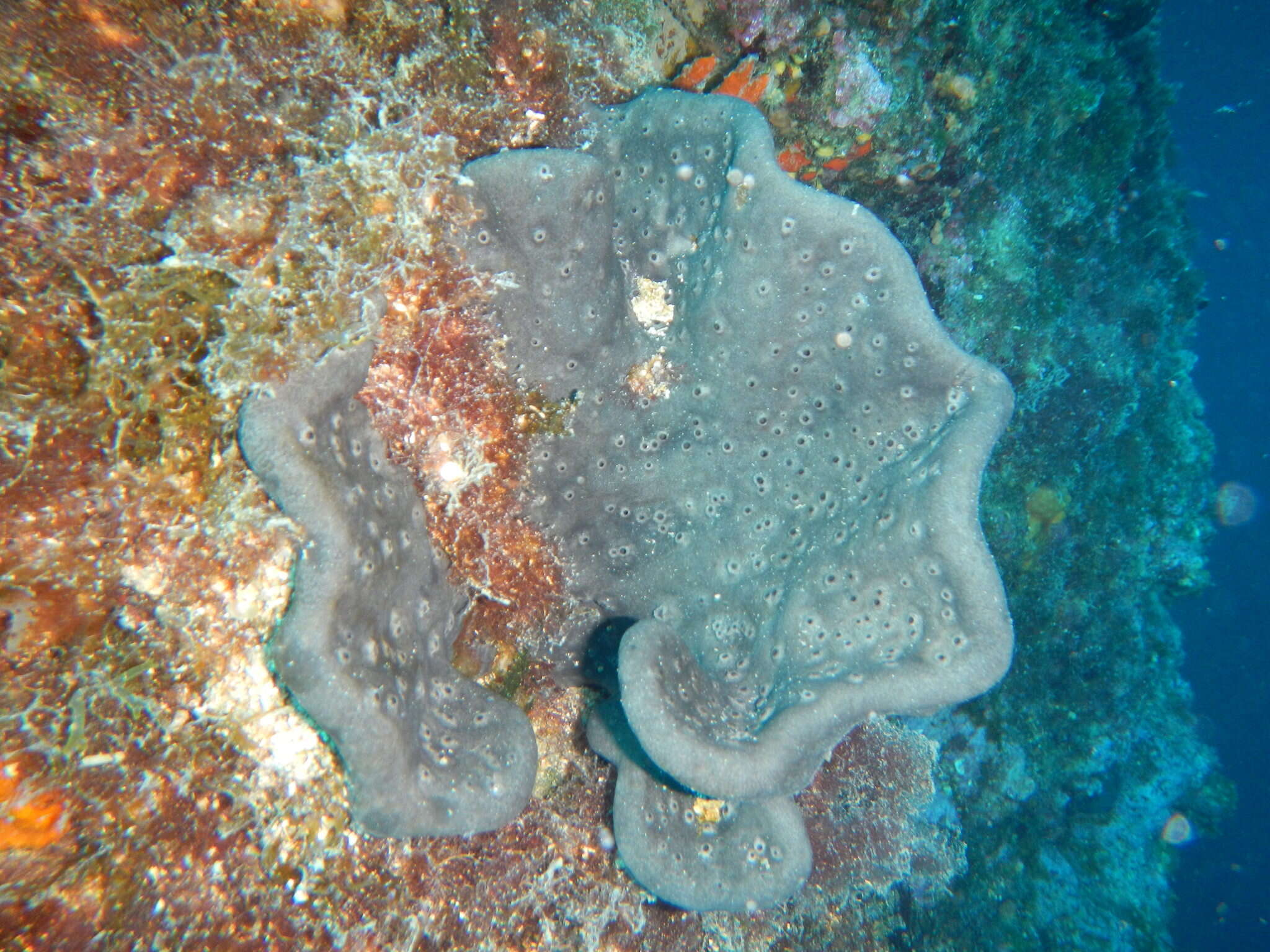 Image of elephant ear