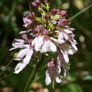 Image de Orchis purpurea subsp. purpurea