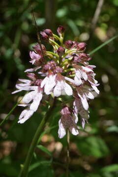 Image of Orchis purpurea subsp. purpurea