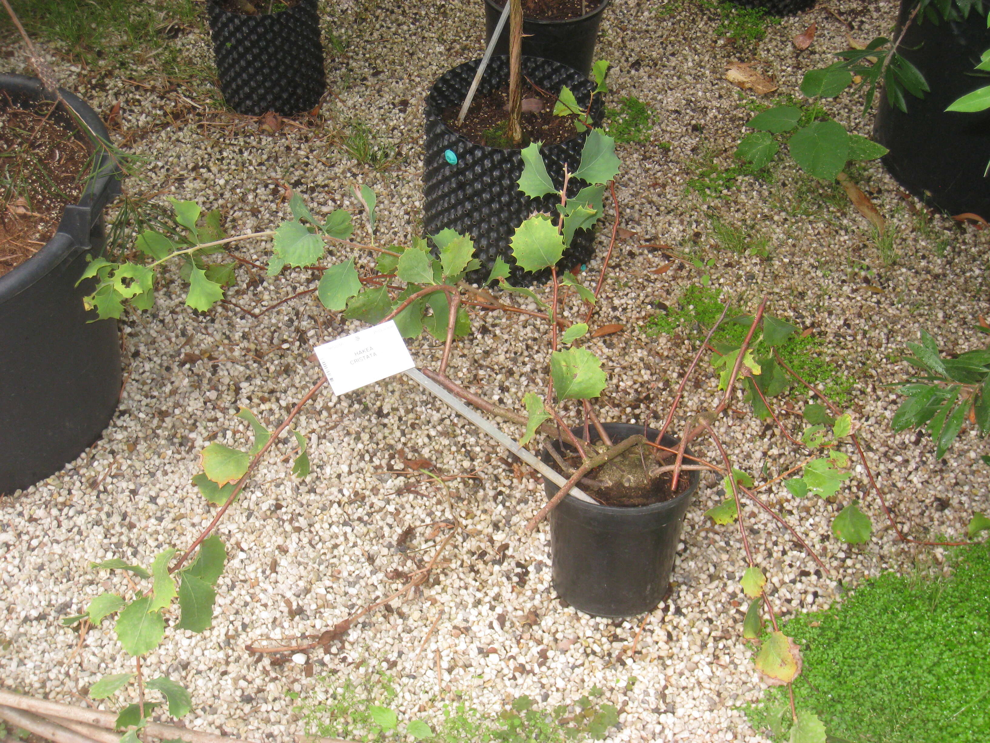 Imagem de Hakea cristata R. Br.