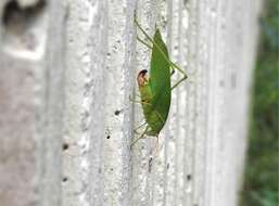 Image of Japanese broadwinged katydid