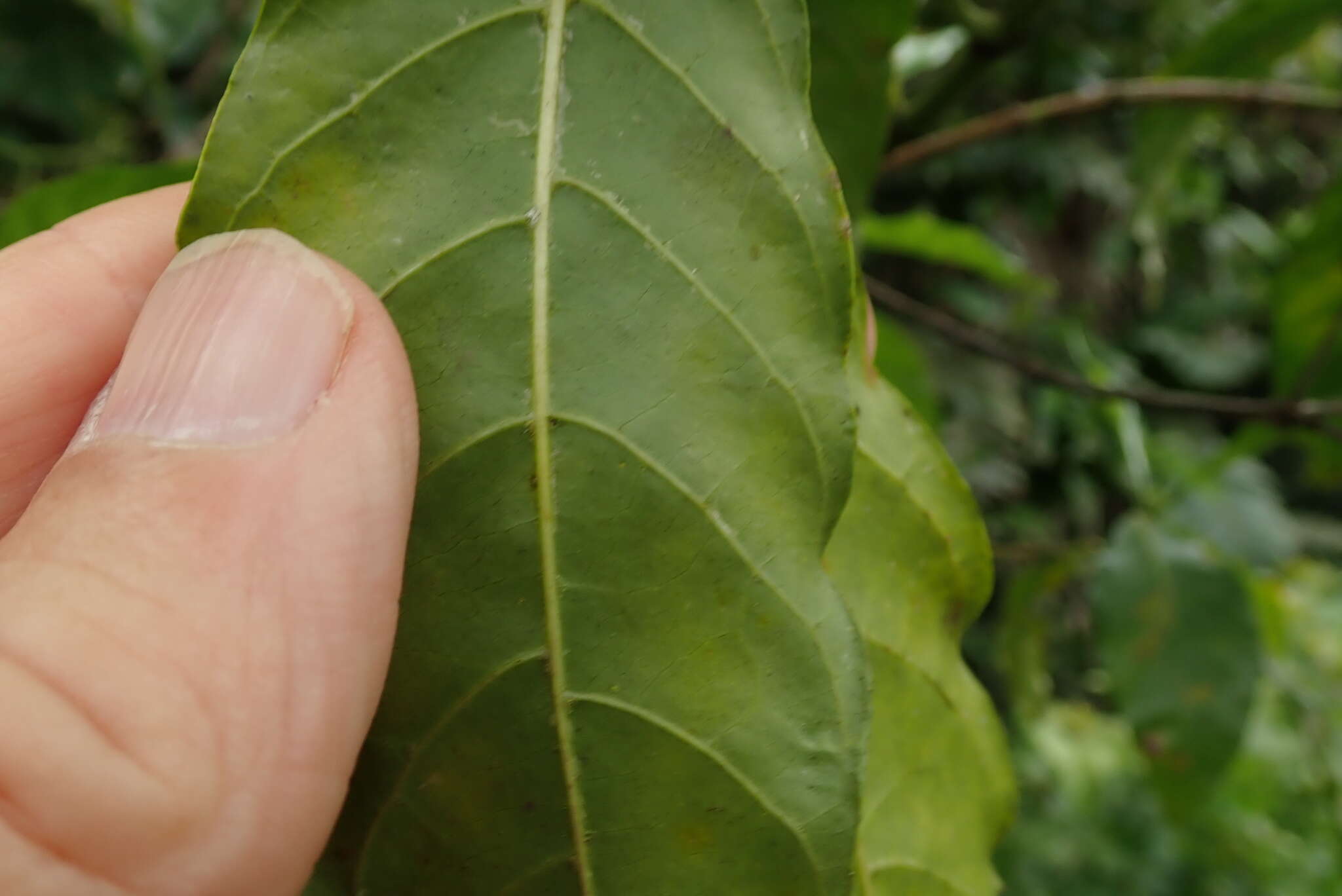 Image of Tarenna pavettoides subsp. pavettoides