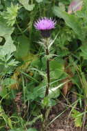 Imagem de Cirsium simplex C. A. Mey.