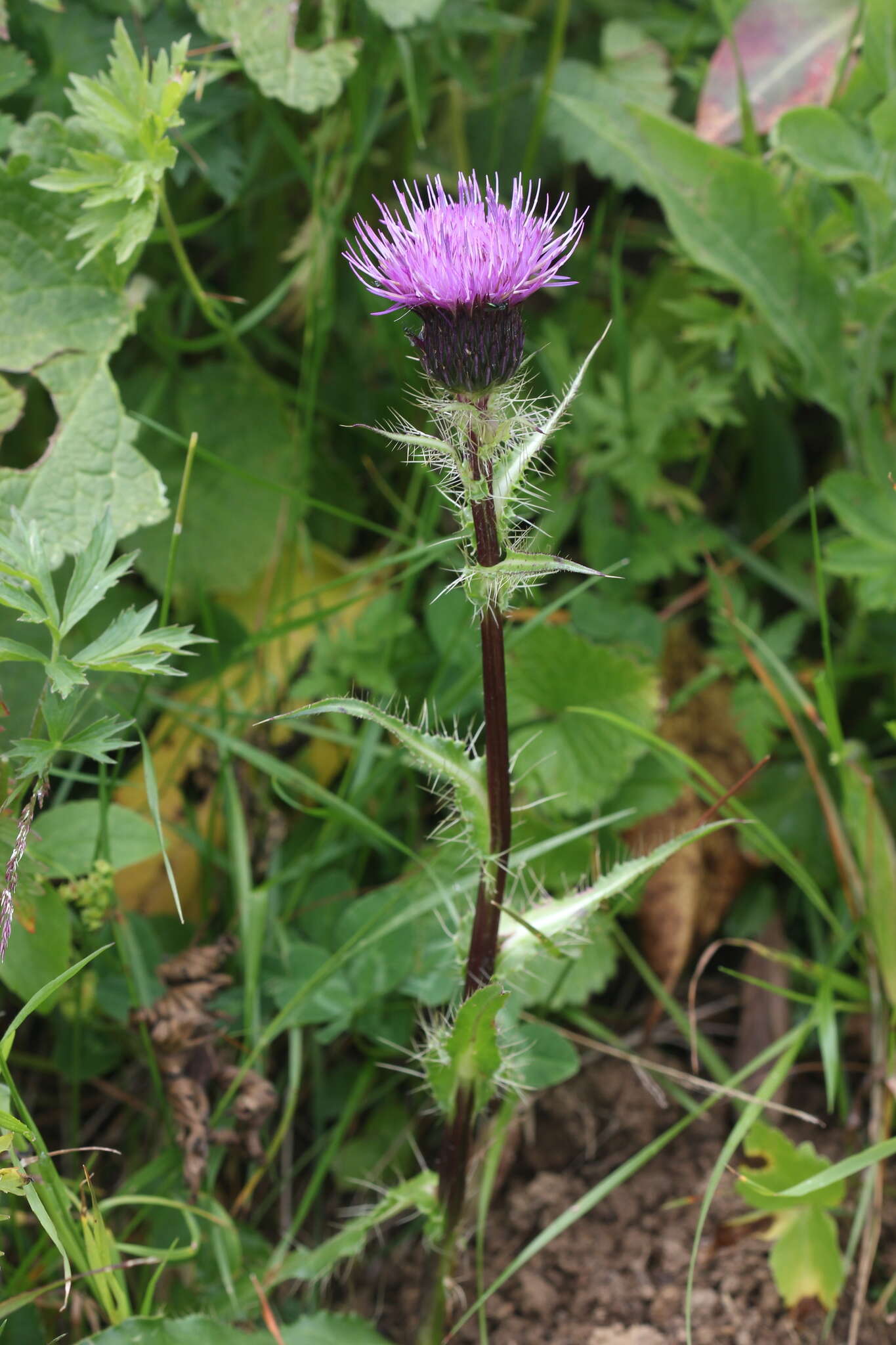 Imagem de Cirsium simplex C. A. Mey.