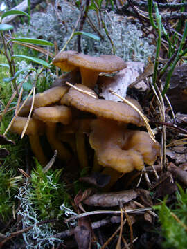 Image of Funnel Chanterelle