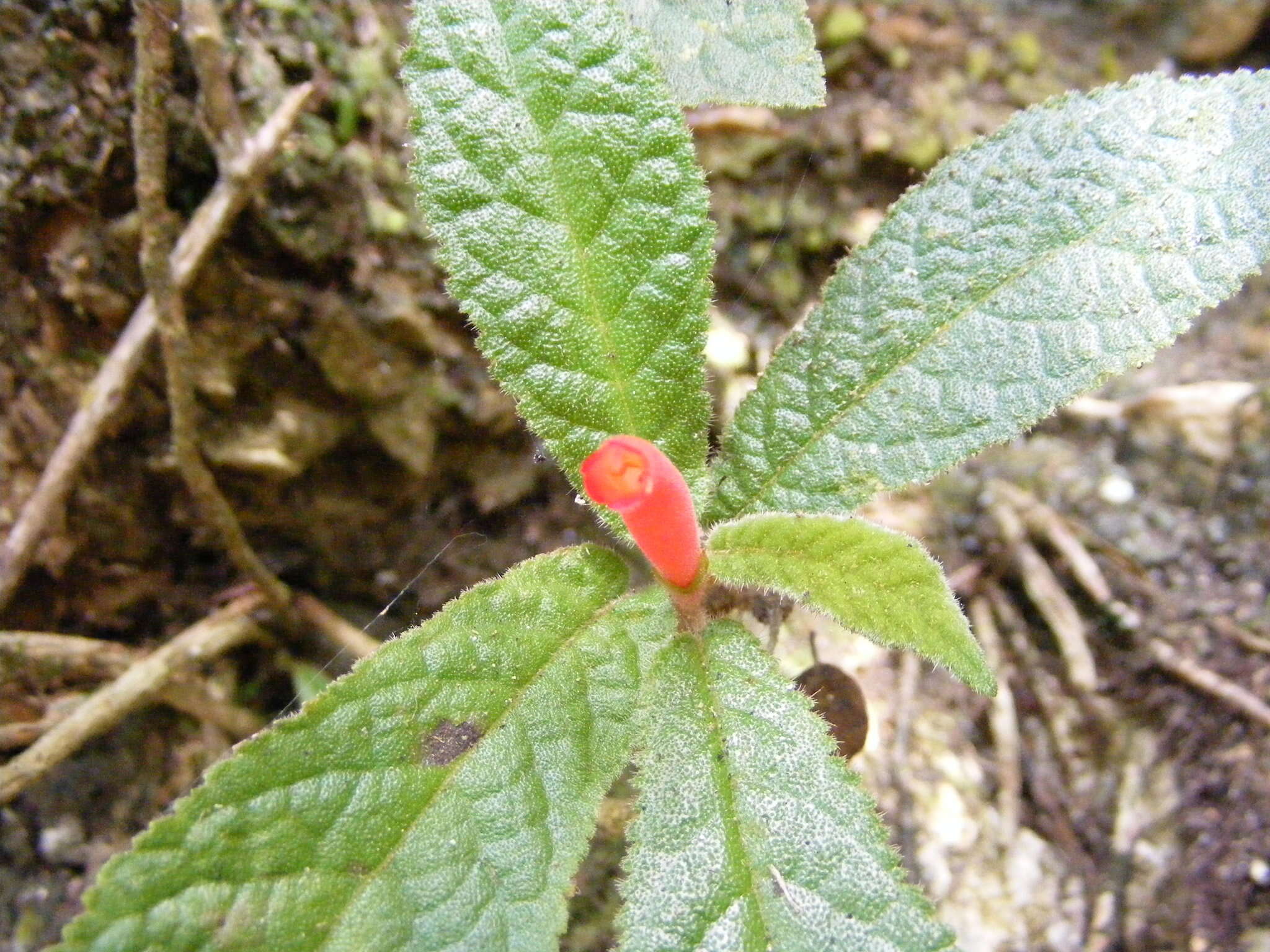 Image of Gesneria acaulis L.