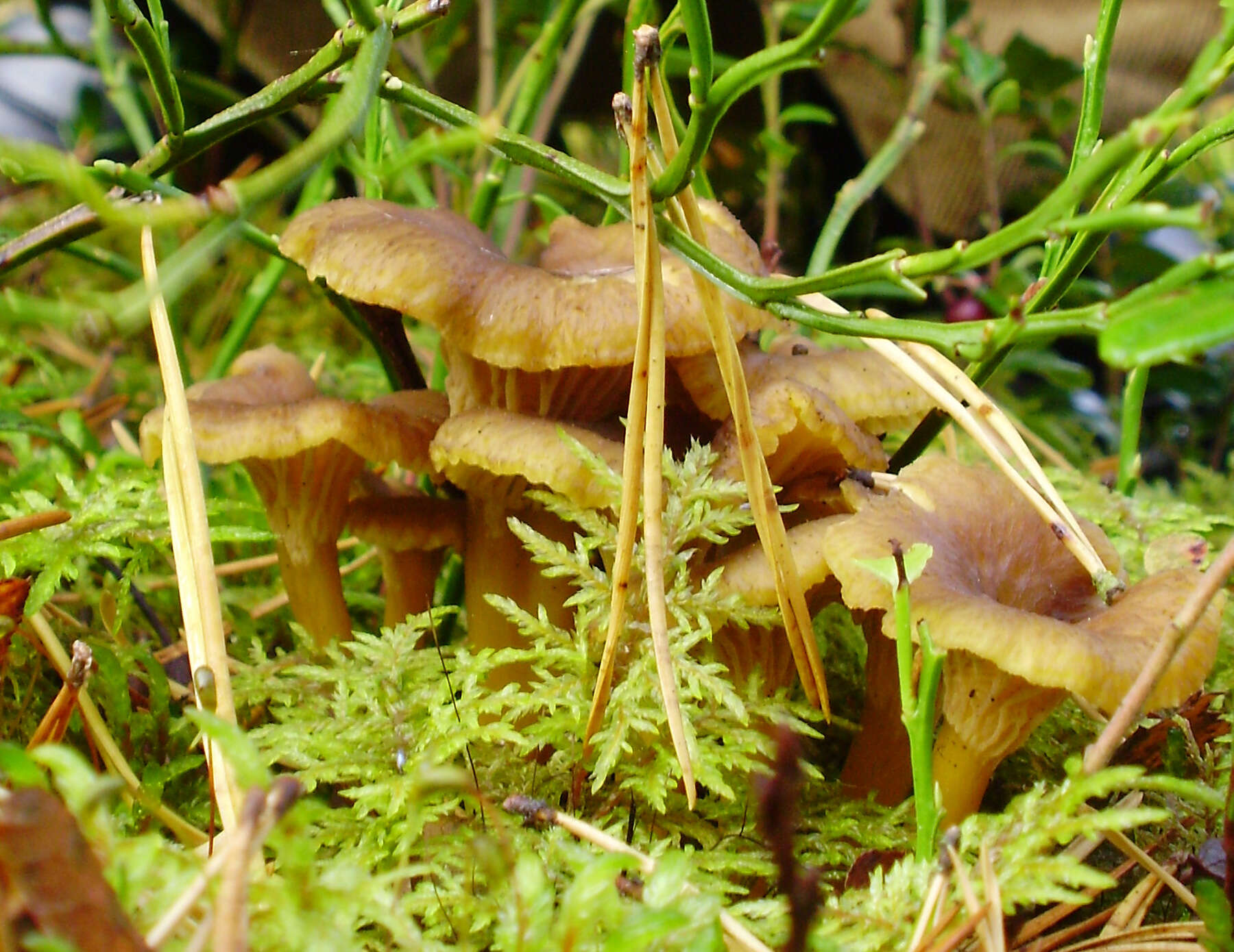 Image of Funnel Chanterelle