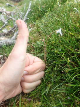 Image of Pinguicula antarctica Vahl