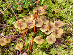 Image of Funnel Chanterelle