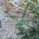 Image of Solanum villosum subsp. miniatum (Bernh. ex Willd.) J. M. Edmonds