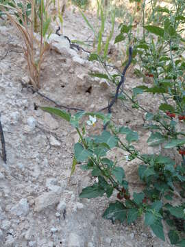 Image of Solanum villosum subsp. miniatum (Bernh. ex Willd.) J. M. Edmonds