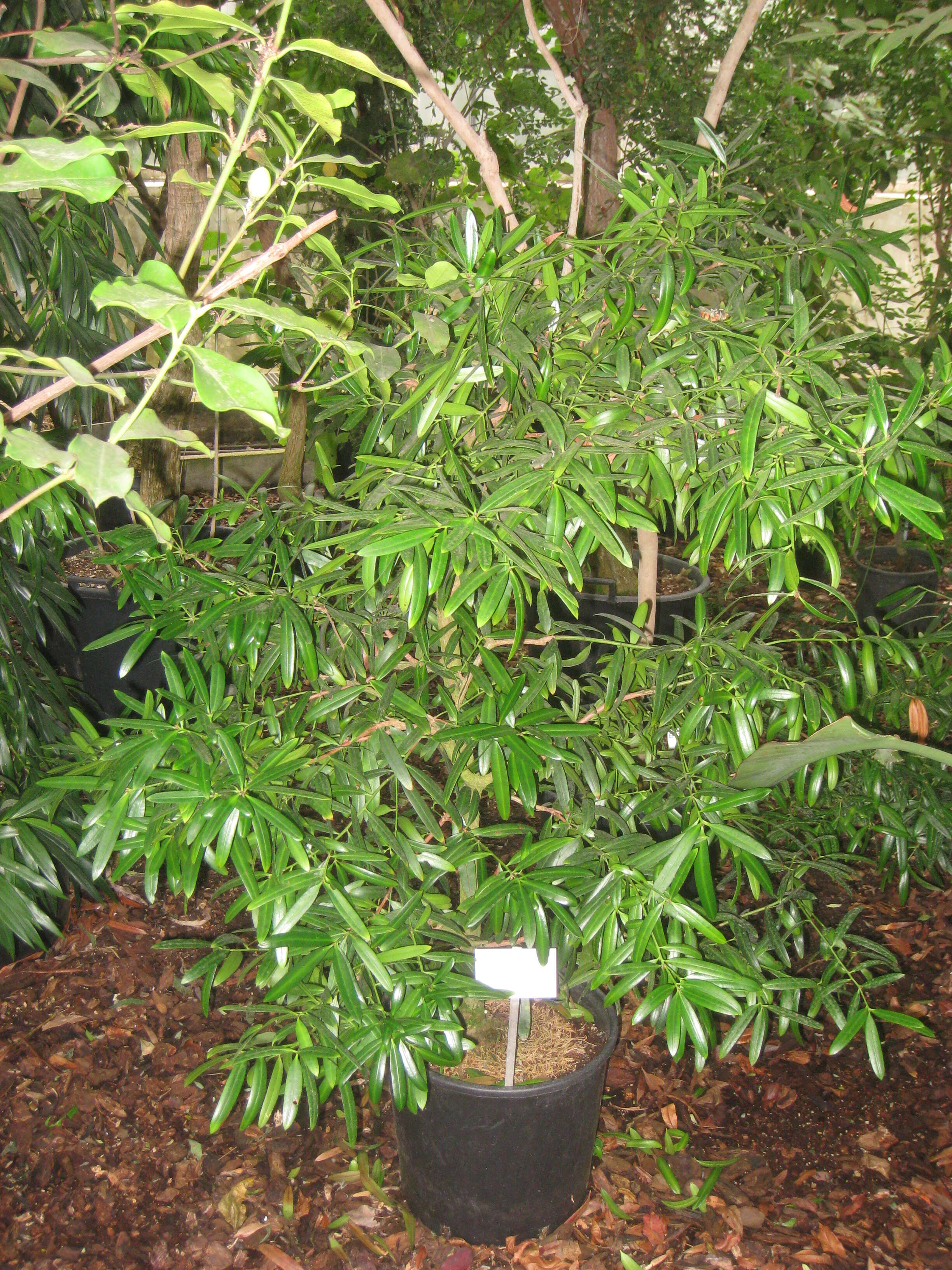 Plancia ëd Podocarpus elatus R. Br. ex Endl.