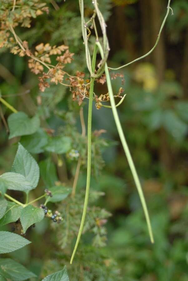 Image of Ceropegia mayottae H. Huber