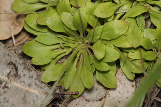 Image of Stylidium spathulatum R. Br.