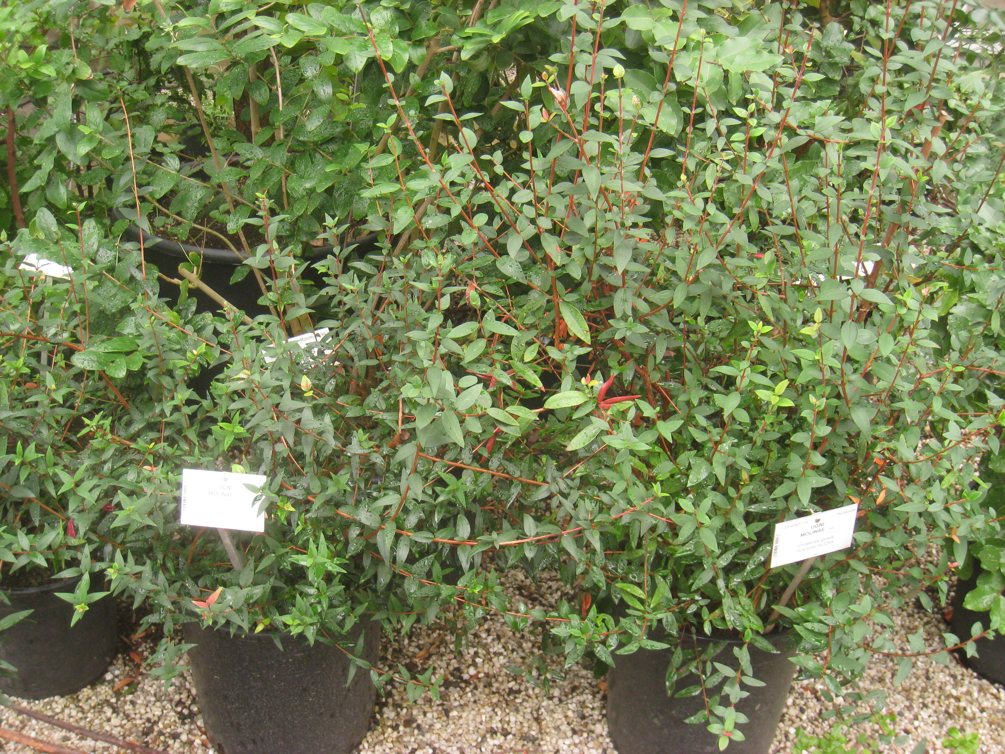 Image of Chilean guava