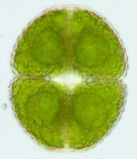 Image of cosmarian algae
