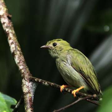 Image of Lance-tailed Manakin