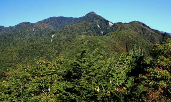 Image of Northern Japanese Hemlock